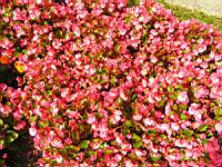 Begonia semperflorens cv Quick Pink (fam. Begoniacees) (1) (Photo F. Mrugala)
